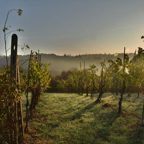 I migliori vini della Lombardia: tutto ciò che serve sapere