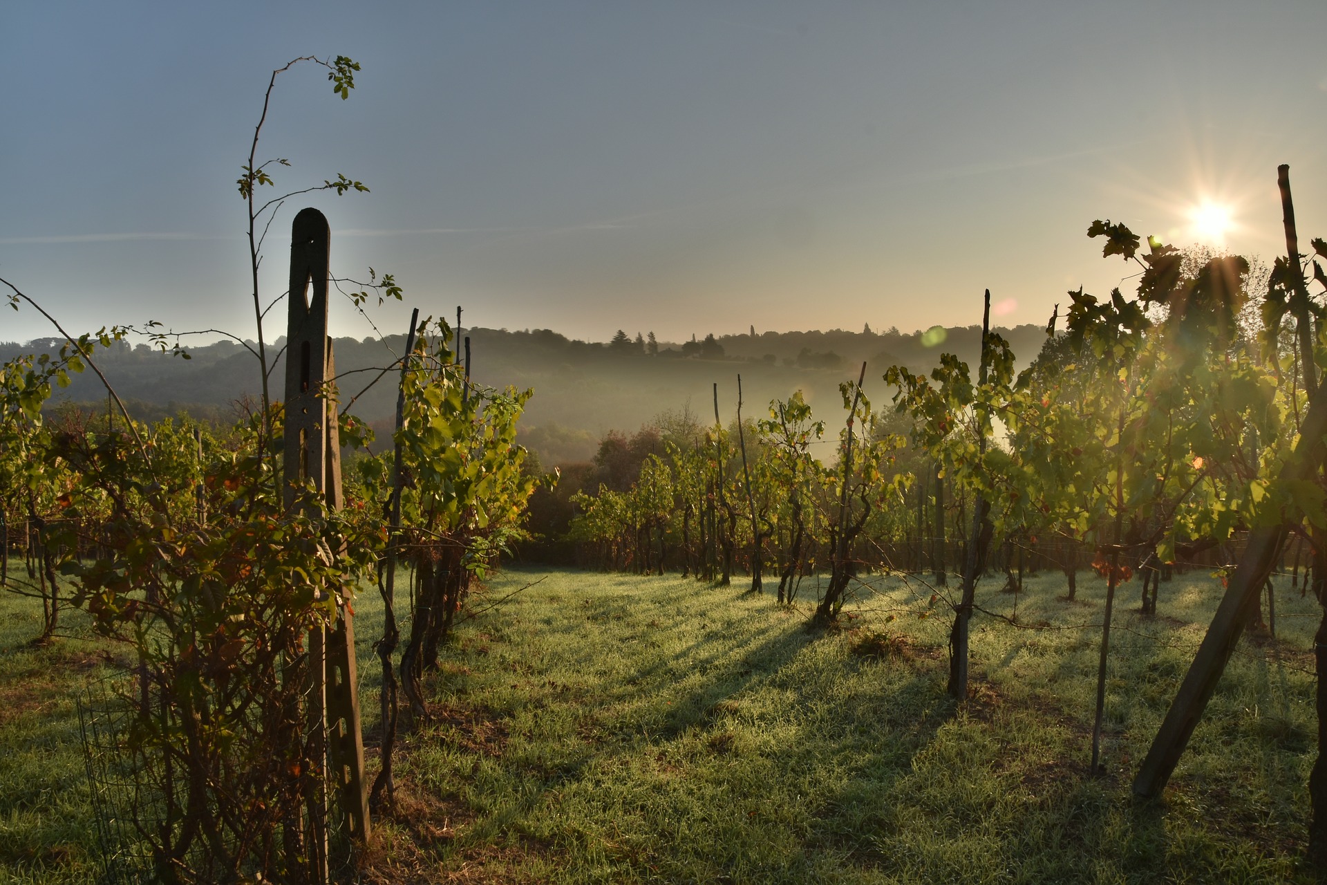 I migliori vini della Lombardia: tutto ciò che serve sapere